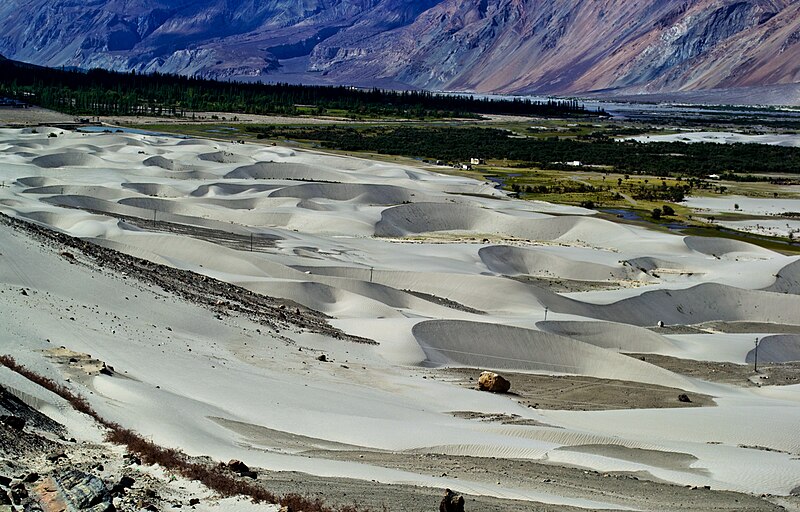 The surreal Sand Dunes, Nubra Valley