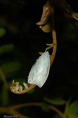 Nymphostola galactina