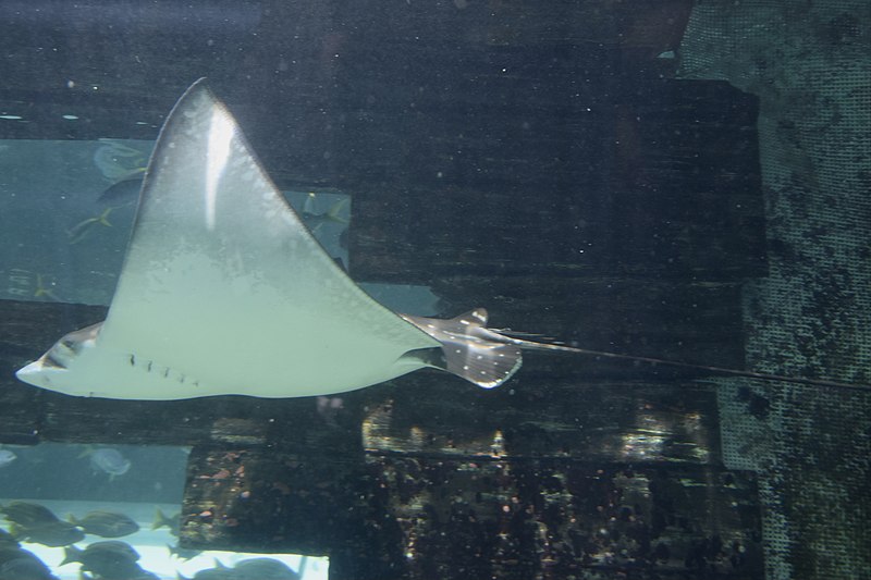 File:Ocellated Eagle Ray(Aetobatus Ocellatus) or Whitespotted Eagle Ray, Sydney SEALIFE Aquarium (Ank Kumar, Infosys Limited) 06.jpg