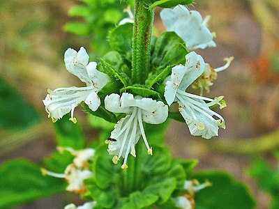 Ocimum basilicum Inflorescence