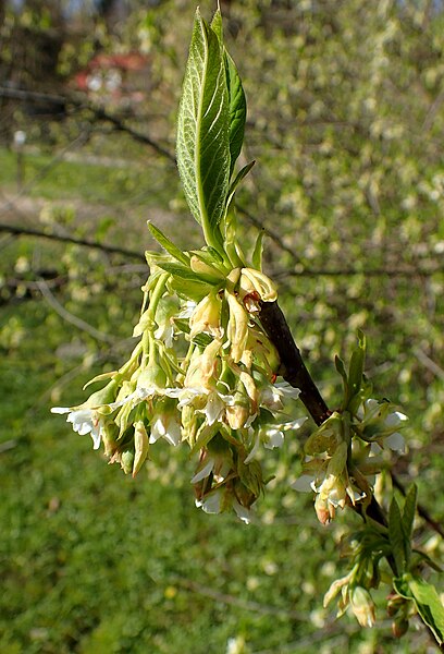 File:Oemleria cerasiformis kz2.JPG