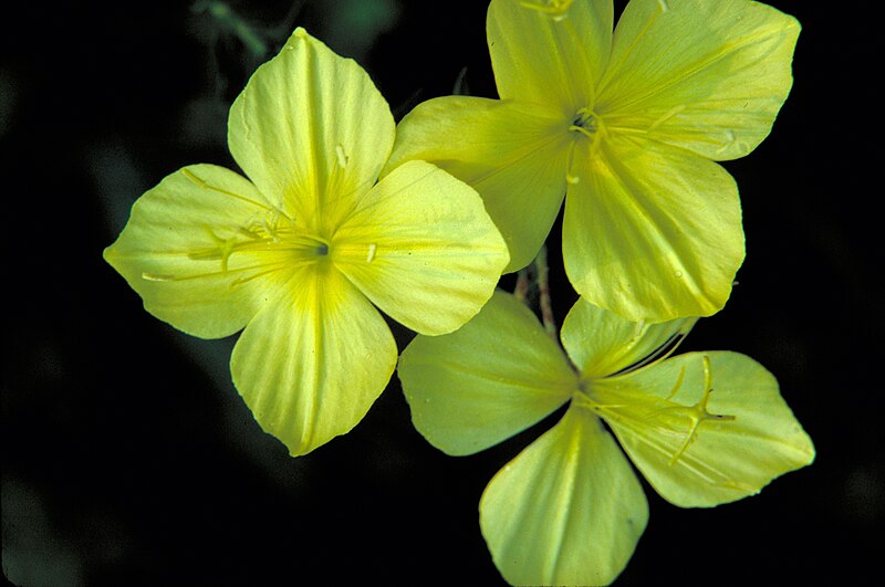 File:Oenothera rhombipetala FWS-00.jpg