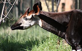 Okapi (Okapia johnstoni).