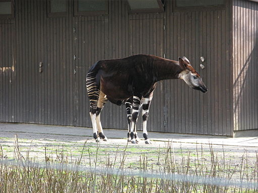 Okapi Zoo Wuppertal