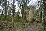 the ruins of a house in woodland