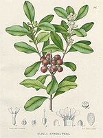 Vignette pour Oliniaceae