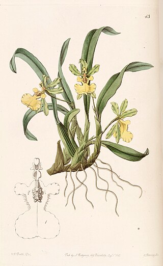 <i>Oncidium uniflorum</i> Species of orchid