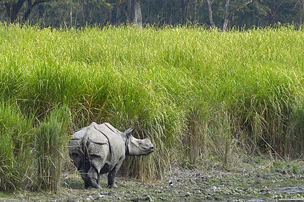 One-horned rhinoceros at Kaziranga National Park