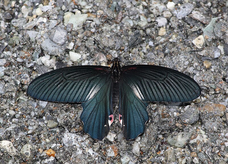 File:Open wing mud-puddling position of Papilio alcmenor C. & R. Felder, (1864) – Red-breasted Mormon.jpg