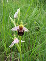 Ophrys apifera feyssine.jpg