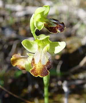 Brown Ragwort (Ophrys fusca)