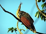 L'hoazin est un oiseau étonnant, qui vit en Amérique du Sud. Les poussins de cet espèce ont des griffes au bout des ailes, pour grimper aux arbres, comme certains de leurs cousins préhistoriques.