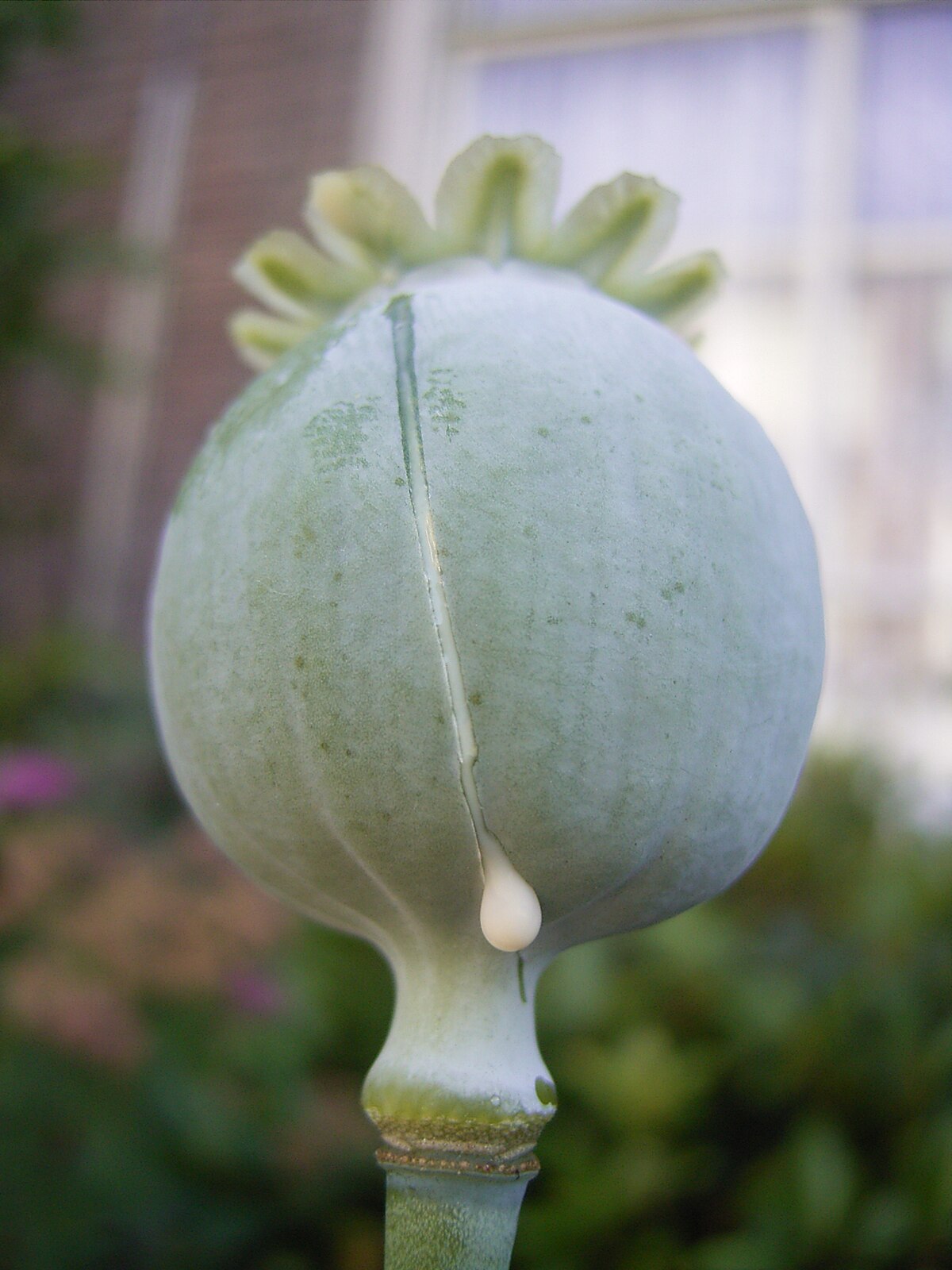 heroin poppy plant