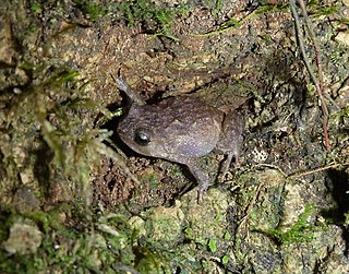 <i>Oreophryne monticola</i> species of amphibian