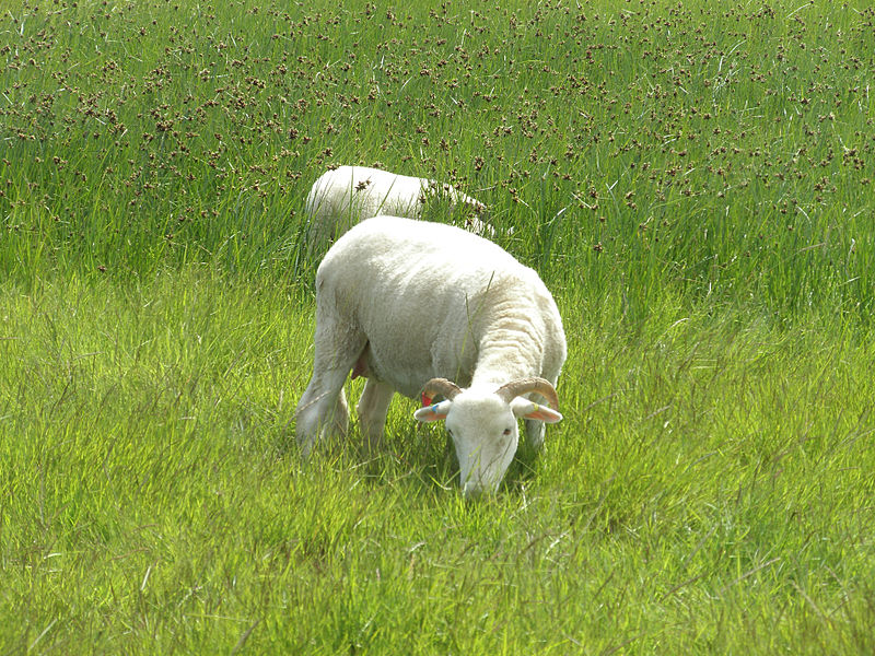 File:Orford Ness - Portland Sheep (14534764423).jpg