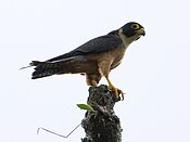 Oriental Hobby - Falco severus - Falco (2526569907).jpg