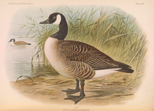 Branta canadensis (Linnaeus), DE CANADAGANS