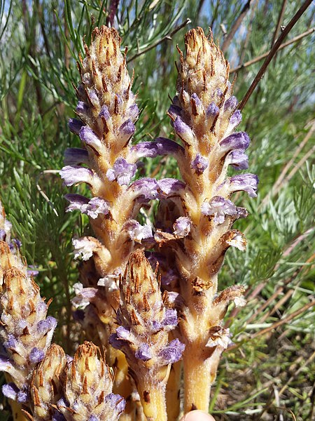 File:Orobanche coerulescens sl19.jpg