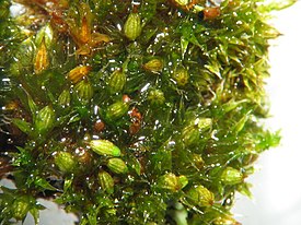 Tammihiippasammal (Orthotrichum diaphanum)