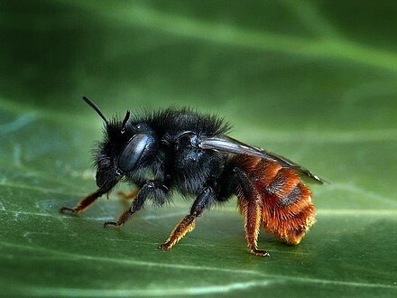 Пчелы осмии. Осмия пчела. Осмия насекомое. Осмия копьеусая. Osmia nigriventris.