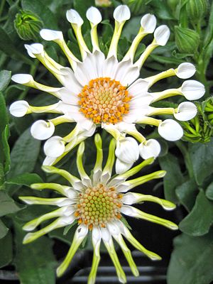 Flower genus Osteospermum (possibly Osteospermum ecklonis)