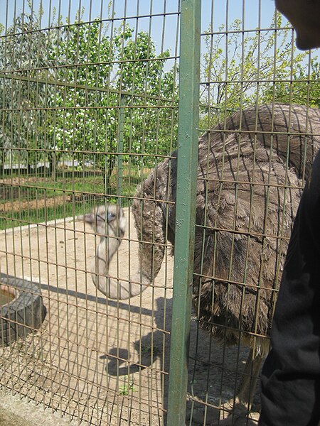 File:Ostrich in University zoo of Maltepe University, Istanbul 01.JPG
