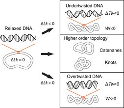 Figure 1. Overview of DNA topology. The linking number (Lk) describes the number of times that the two single-strands of DNA cross each other in a closed circular DNA molecule. Relaxed DNA molecules have an intrinsic linking number (Lk ) corresponding to the twisting of the two single-strands around each other in the double helix, approximately once per 10.5 base-pairs (Tw ~ 10.5). Supercoiling corresponds to increases or decreases of the linking number ([?]Lk) that result from cellular processes such as DNA transcription and replication (Figure 2). Changes in linking number are accommodated by changes in twist (torsion) (Tw) and writhe (Wr), which change the structure and mechanics of DNA. Knotting within a DNA molecule and links between DNA molecules (catenanes) represent higher order topological conformations of DNA. Overview of DNA topology.tif