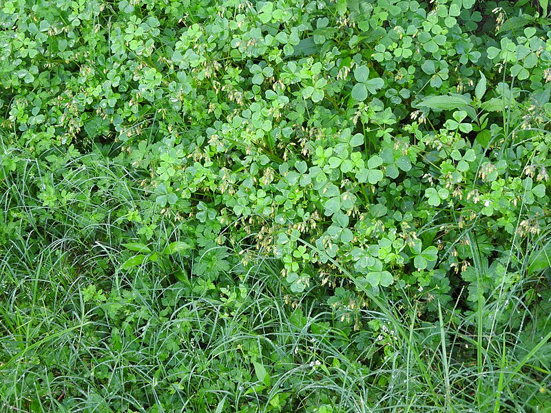 File:Oxalis stricta-1-badulla road-nuwara eliya-Sri Lanka.jpg