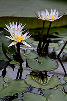 Water plants in the Conservatory. Botanic Gardens, University of Oxford, UK.