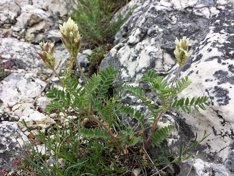 File:Oxytropis pilosa sl7.jpg