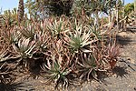 Miniatura para Aloe littoralis