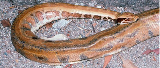 <i>Python kyaiktiyo</i> snake species