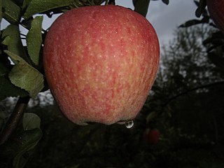 Huaniu Apple cultivar
