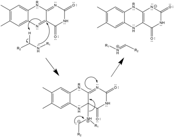 Nucleophilic Mechanism of Polyamine Oxidation