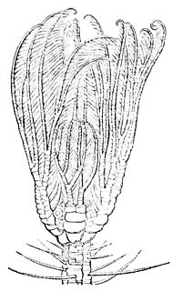<i>Cenocrinus</i> Genus of crinoids