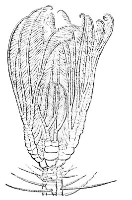 Cenocrinus asterius