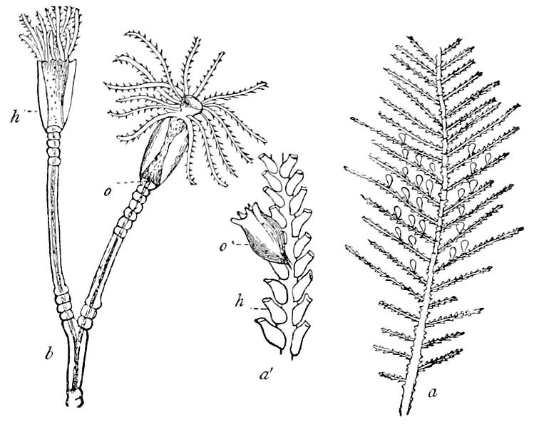 File:PSM V17 D624 Sertularia pinnata.jpg