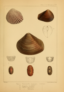 Crassatelloidea Superfamily of molluscs