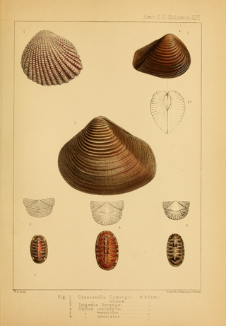 <span class="mw-page-title-main">Crassatellidae</span> Family of bivalves