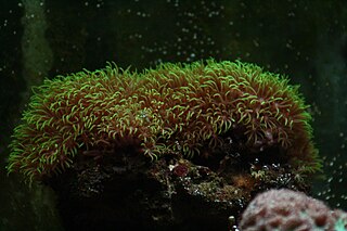 <i>Clavularia viridis</i> Species of coral