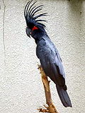 Miniatura Kakadu palmowa