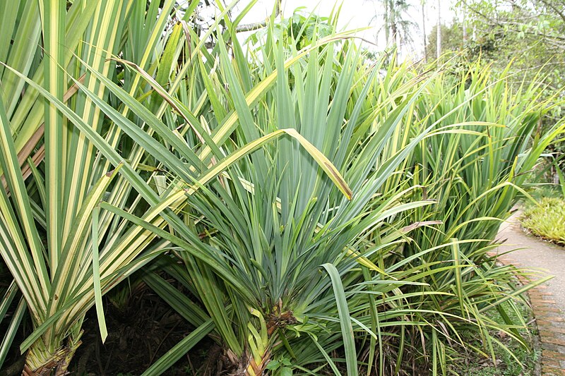 File:Pandanus baptistii 7zz.jpg