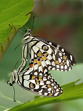 Papilio demoleus (Common Lime Butterfly), mating