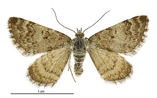 <i>Paranotoreas fulva</i> Species of moth