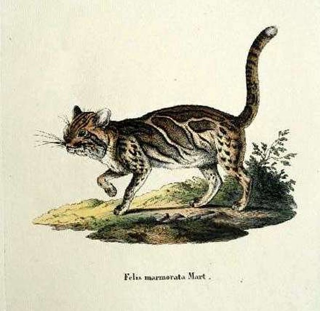 File:Pardofelis_marmorata.jpg