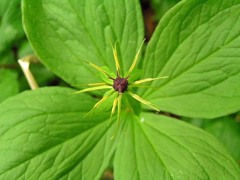 File:Paris quadrifolia ussilakk estonia.JPG