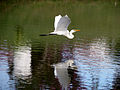 Voo de garça sob lago do Parque