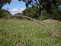 Parramatta grass (3124215209).jpg