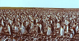 Osa Ratmanoffin pingviiniä (vuonna 1983)