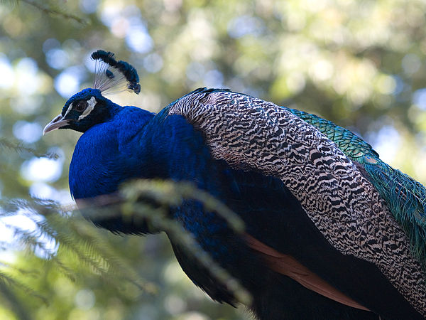 Image: Pavo cristatus side view